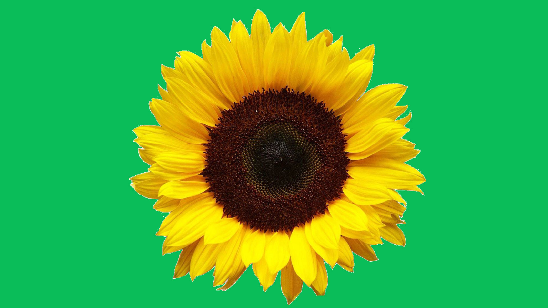 Yellow sunflower on green background